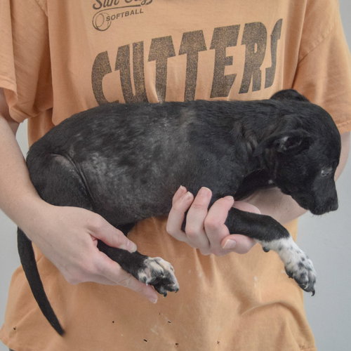 Guinea photo 4