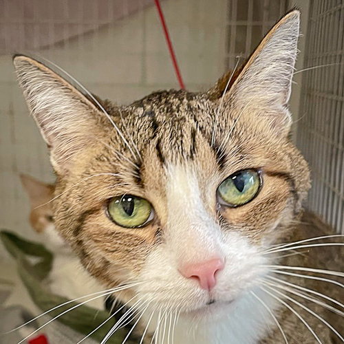 Meyer, Adult Tabby / Domestic Short Hair / Mixed (short coat), cat for adoption in Glenview, Illinois