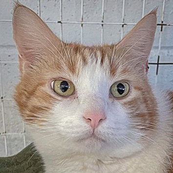 Charles, Adult Tabby / Domestic Short Hair / Mixed (short coat), cat for adoption in Glenview, Illinois