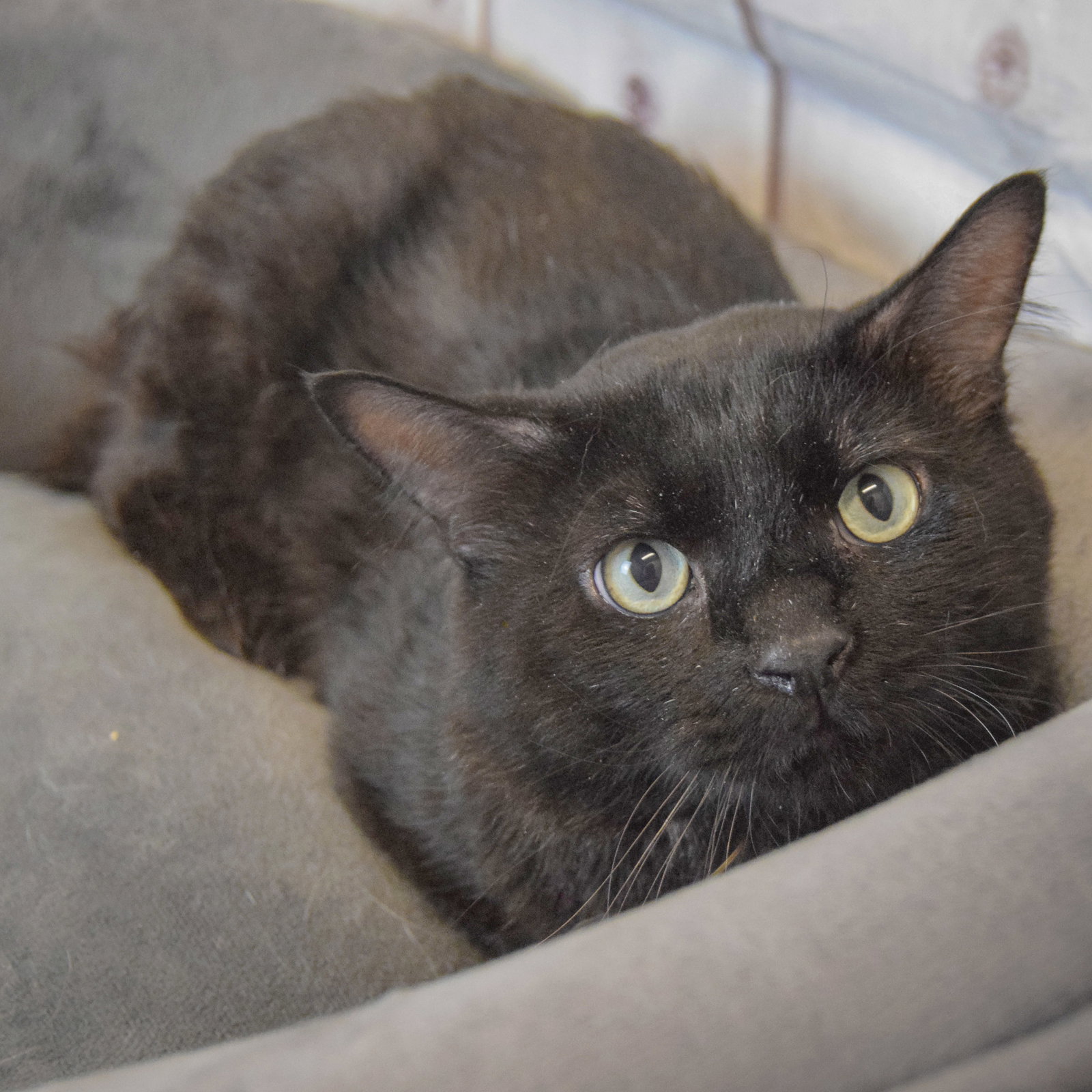 Malachi, photo 4