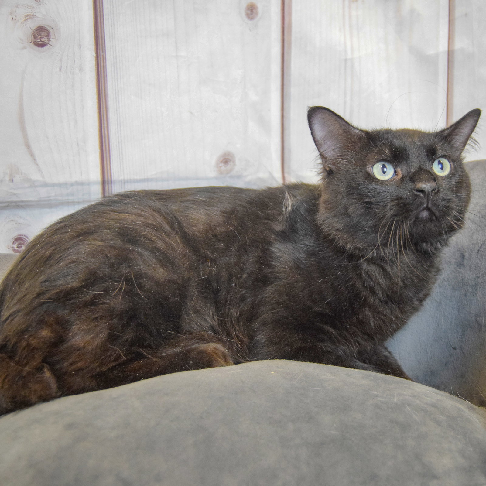 Malachi, photo 7