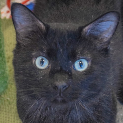 Malachi, a cat for adoption from Animal House Shelter, Inc.