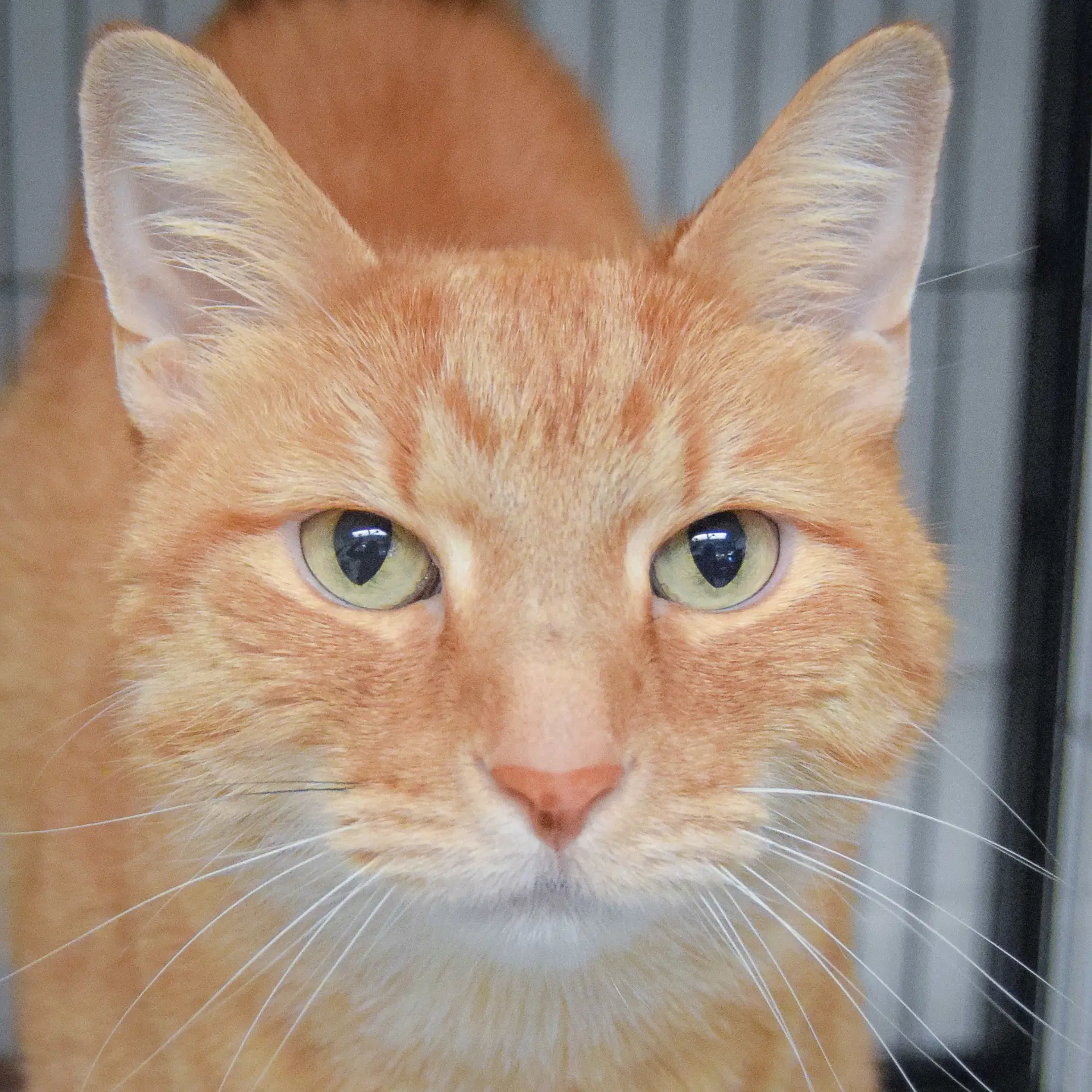 Cooper - Tabby