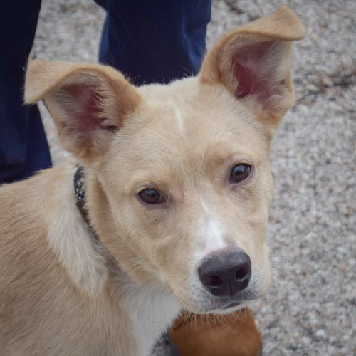 Scooby, an adoptable Collie in Huntley, IL