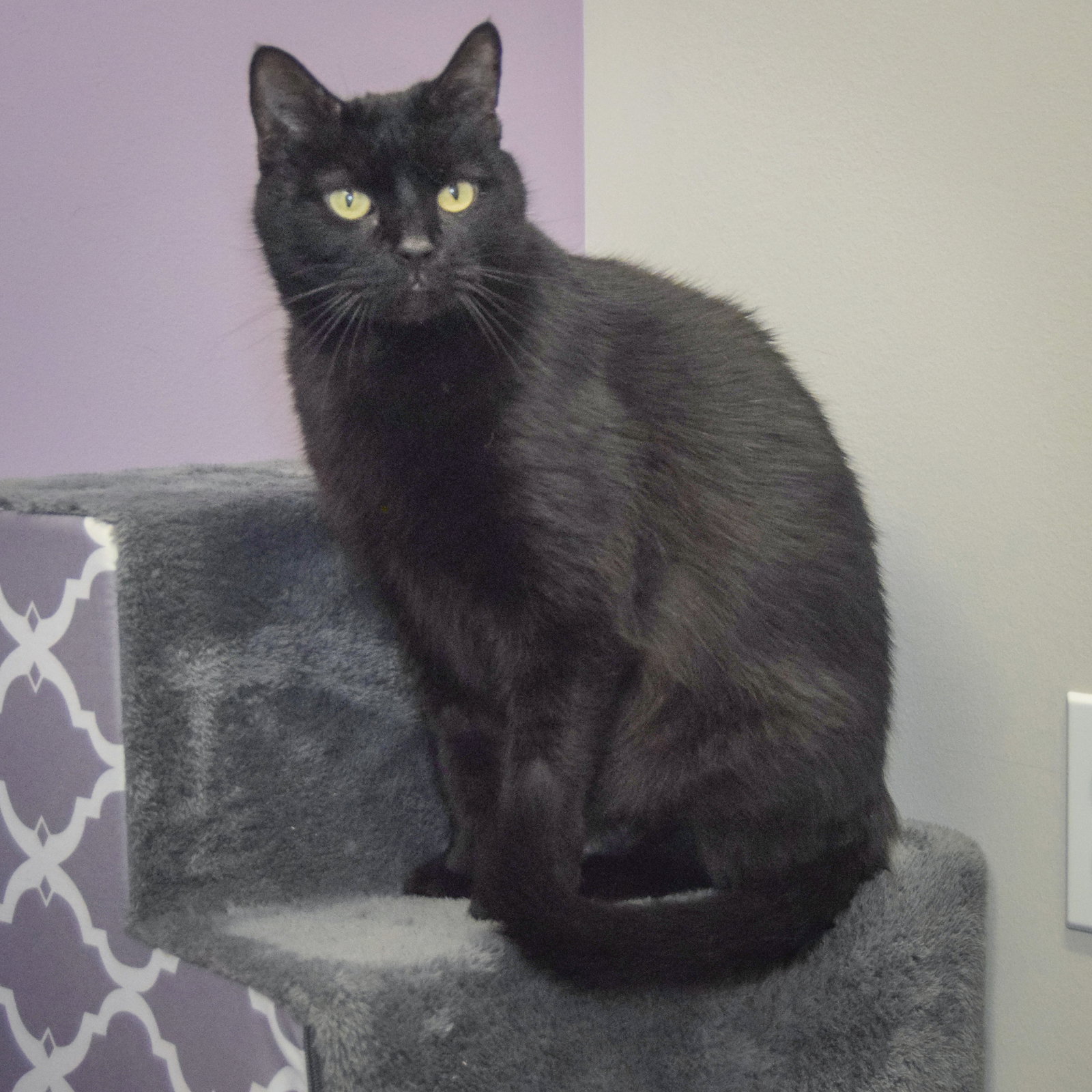 Luna, photo 3