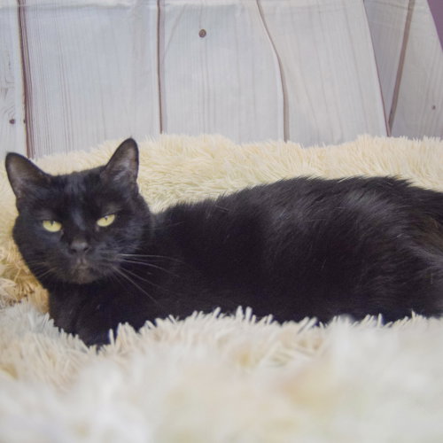 Photo 4 of Luna