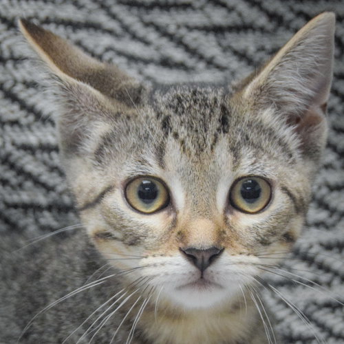 Rose, Baby Tabby / Domestic Short Hair / Mixed (short coat), cat for adoption in Kenosha, Wisconsin