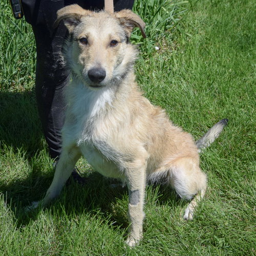 Bart, an adoptable Irish Wolfhound / Borzoi / Mixed at Animal House Shelter — photo 3