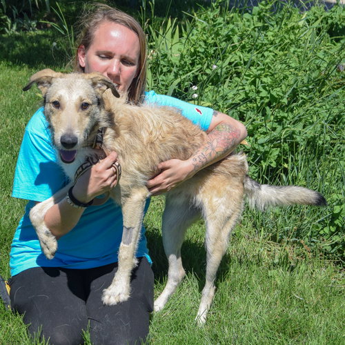 Bart, an adoptable Irish Wolfhound / Borzoi / Mixed at Animal House Shelter — photo 5