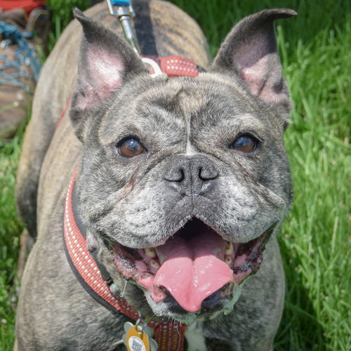 Gigi