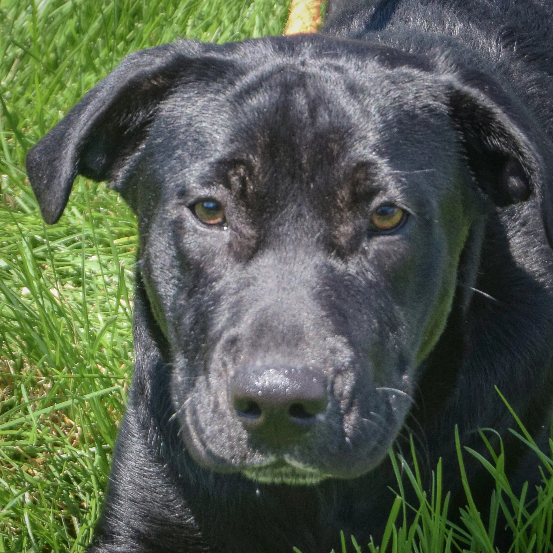 Rudy - Black Labrador Retriever