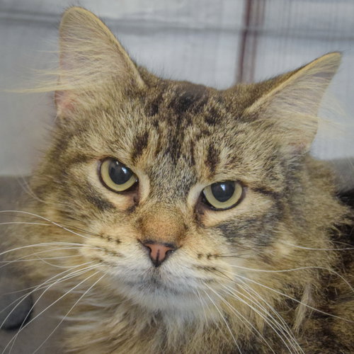 Lush, Young Tabby / Domestic Medium Hair / Mixed (medium coat), cat for adoption in Glenview, Illinois