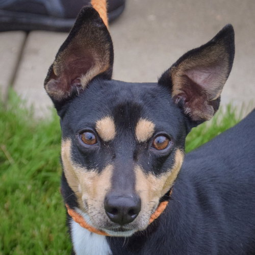 Gilly, an adoptable Miniature Pinscher in Huntley, IL