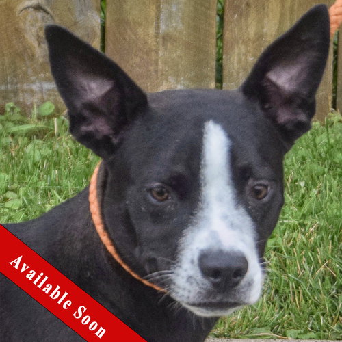 Roo, an adoptable Boston Terrier in Huntley, IL