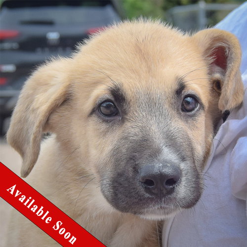 Beyer, an adoptable Anatolian Shepherd in Huntley, IL