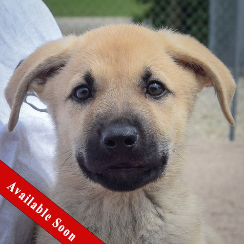 Bill, an adoptable Anatolian Shepherd in Huntley, IL