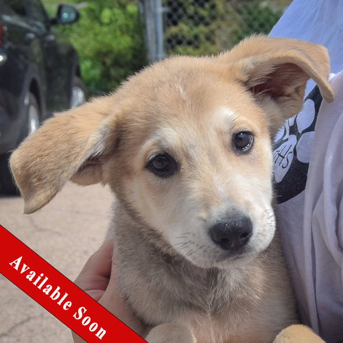 Dorothy, an adoptable Anatolian Shepherd in Huntley, IL