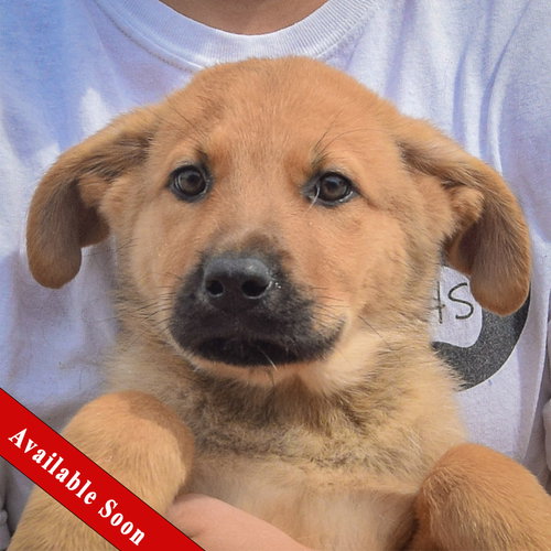 Dottie, an adoptable Anatolian Shepherd in Huntley, IL