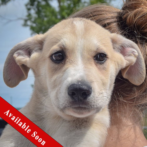 Edward, an adoptable Anatolian Shepherd in Huntley, IL