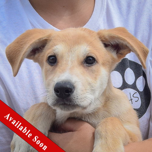 Jean, an adoptable Anatolian Shepherd in Huntley, IL