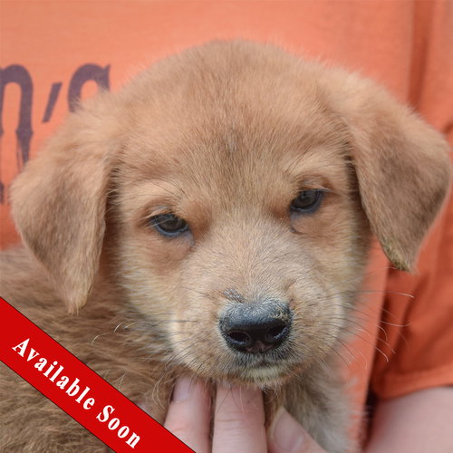 Paxton, an adoptable Golden Retriever in Huntley, IL