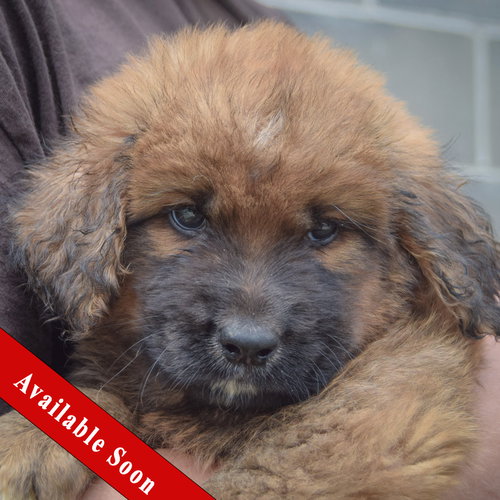 Pip, an adoptable Golden Retriever in Huntley, IL