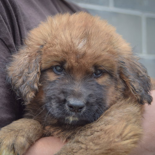 Pip photo 6