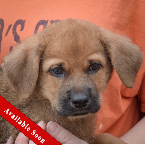 Pocky, an adoptable Golden Retriever in Huntley, IL