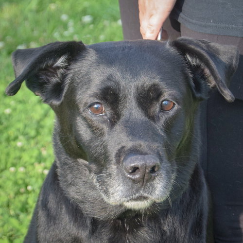 Mia, an adoptable Black Labrador Retriever in Huntley, IL