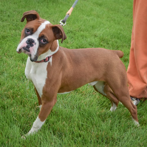 Hank photo 2