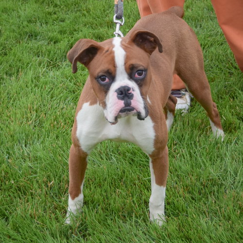 Hank photo 4