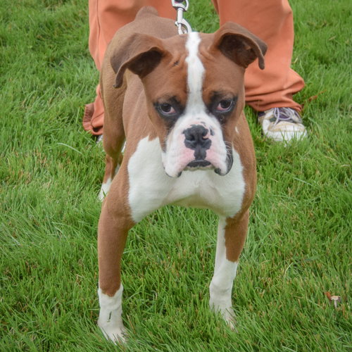 Hank photo 5