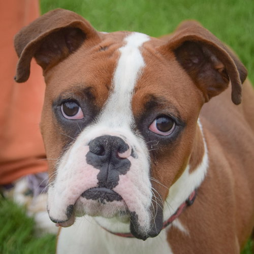 Hank photo 6