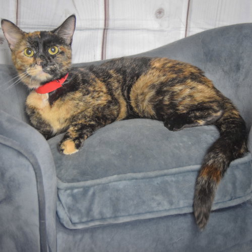 Nyla photo 2