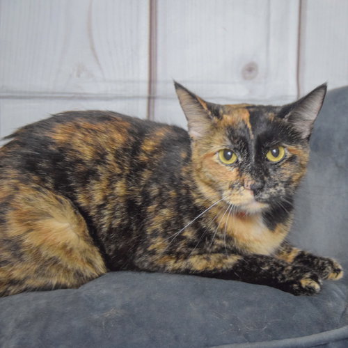 Nyla photo 3