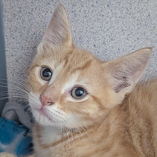 Ron, an adoptable Tabby in Huntley, IL