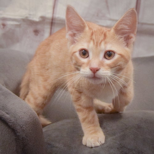 Ron photo 3