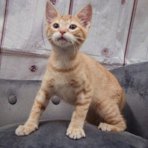 Ron photo 4