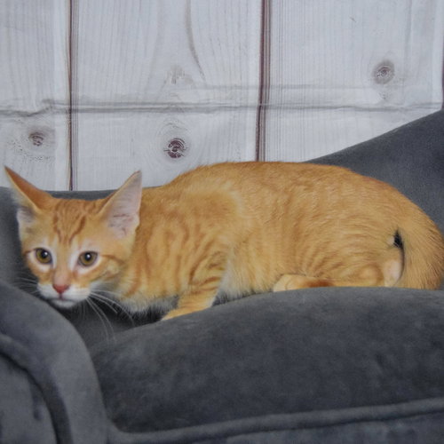 Ron photo 5