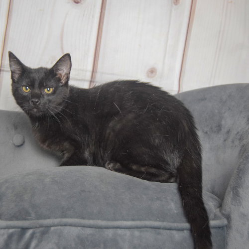 Foster photo 2