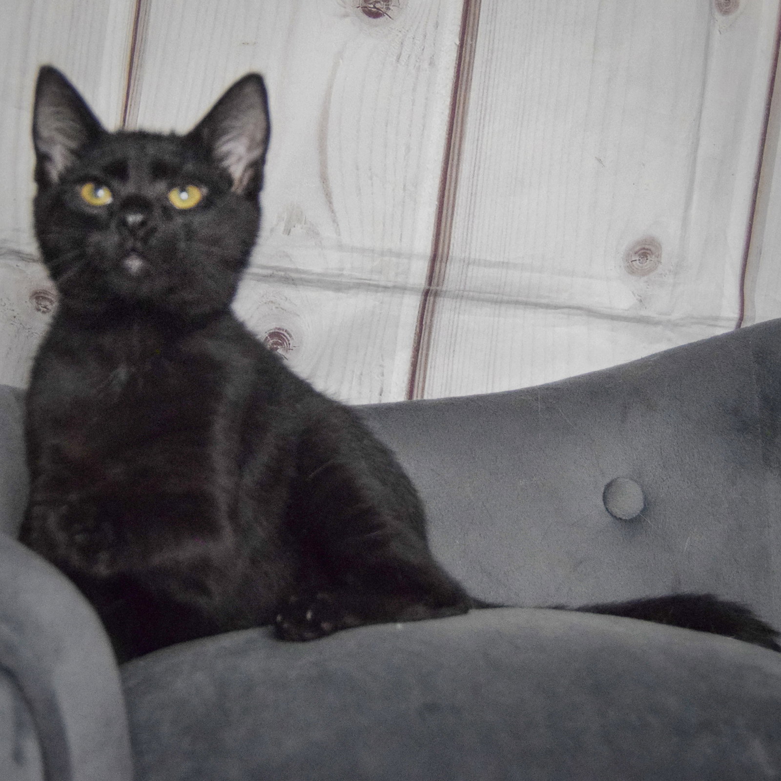 Foster, photo 7