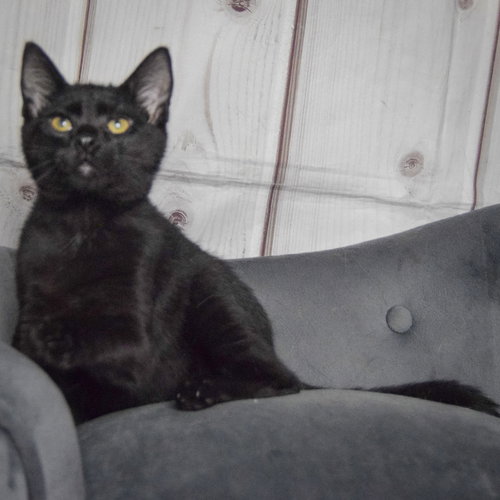Foster photo 3