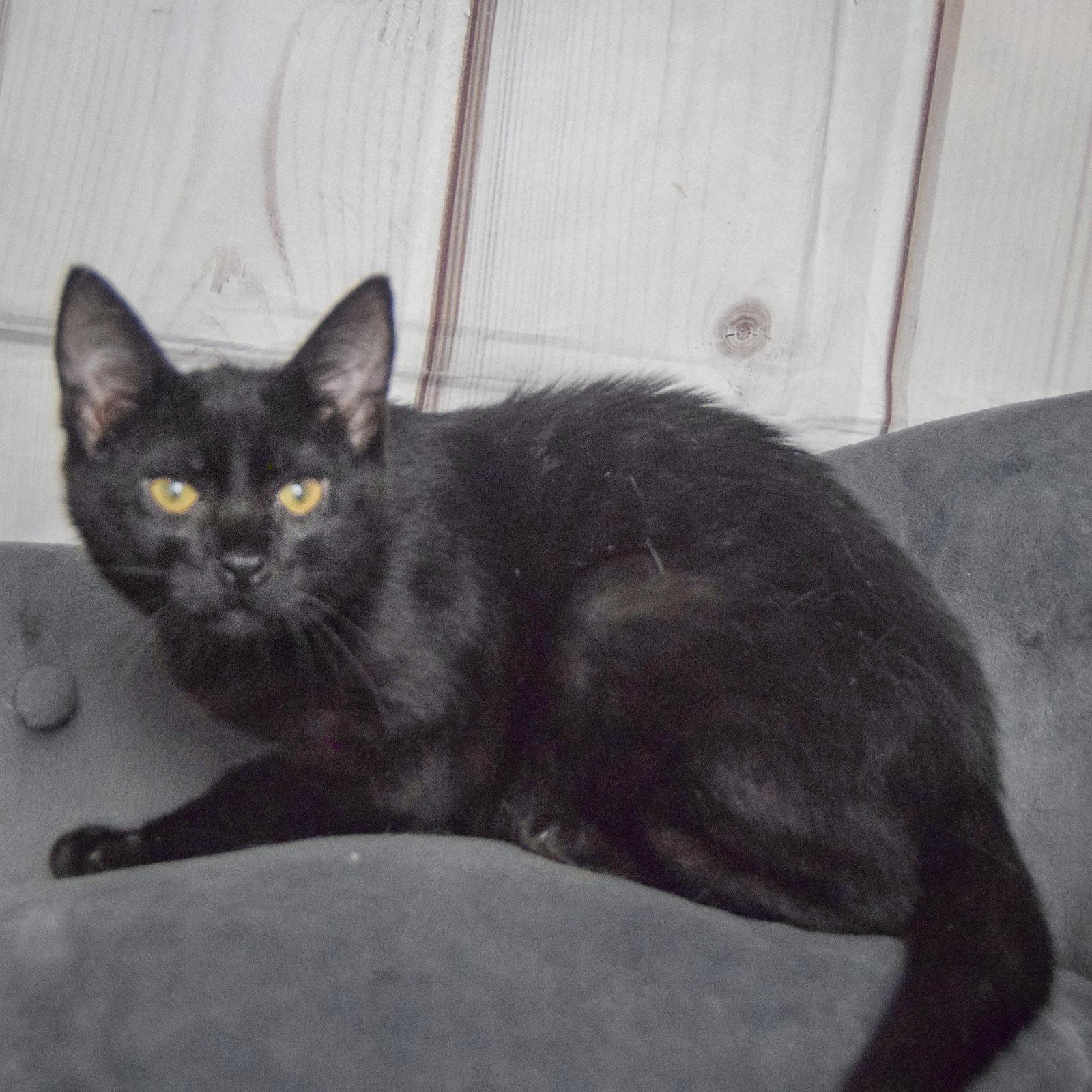 Foster, photo 8