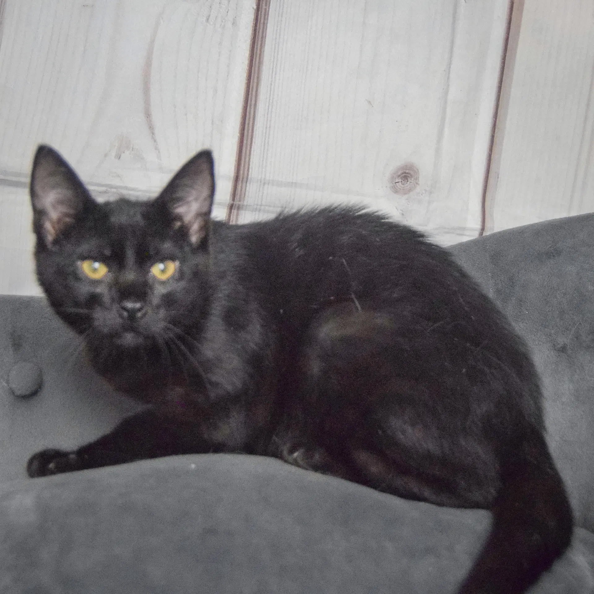 Foster image 4