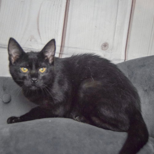 Foster photo 4