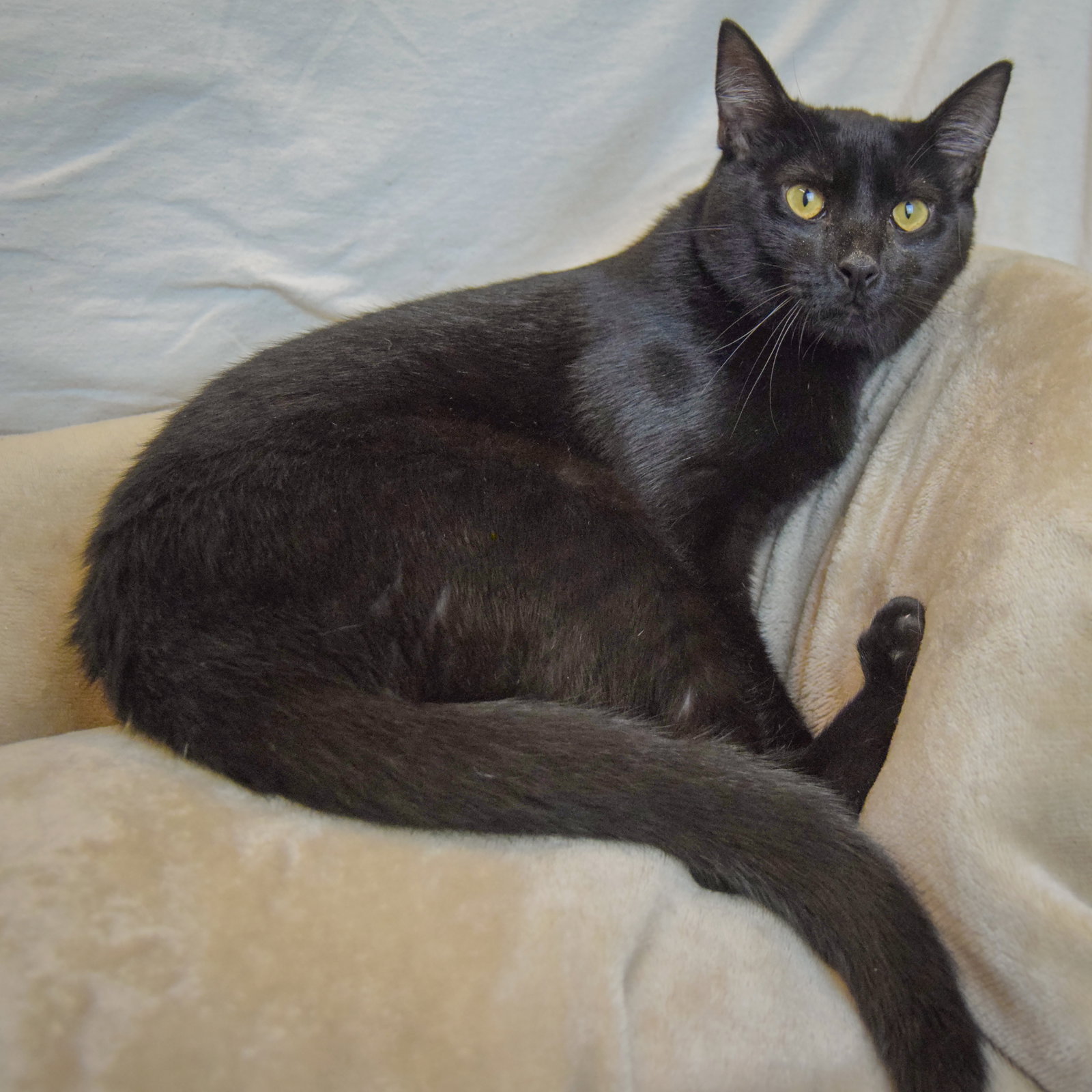 Foster, photo 2