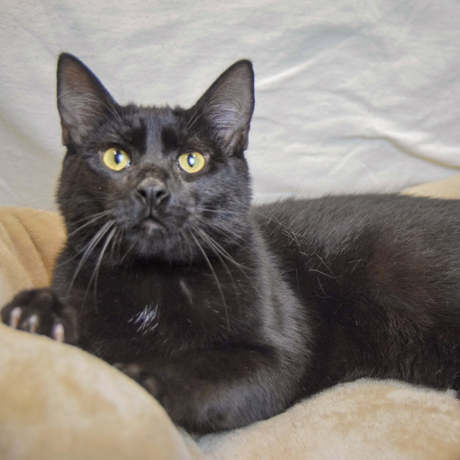Foster, photo 3