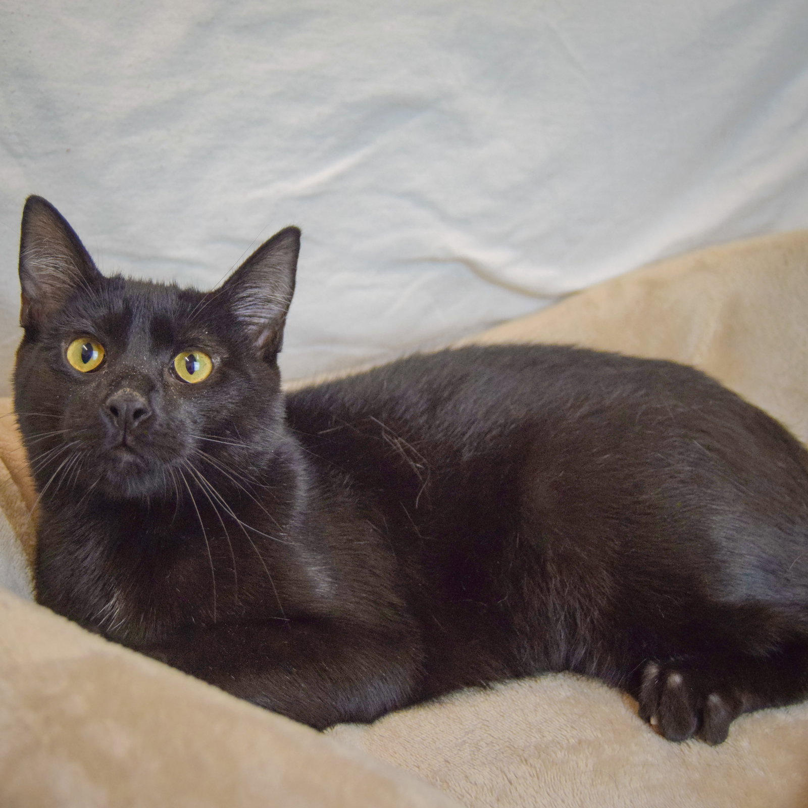 Foster, photo 5