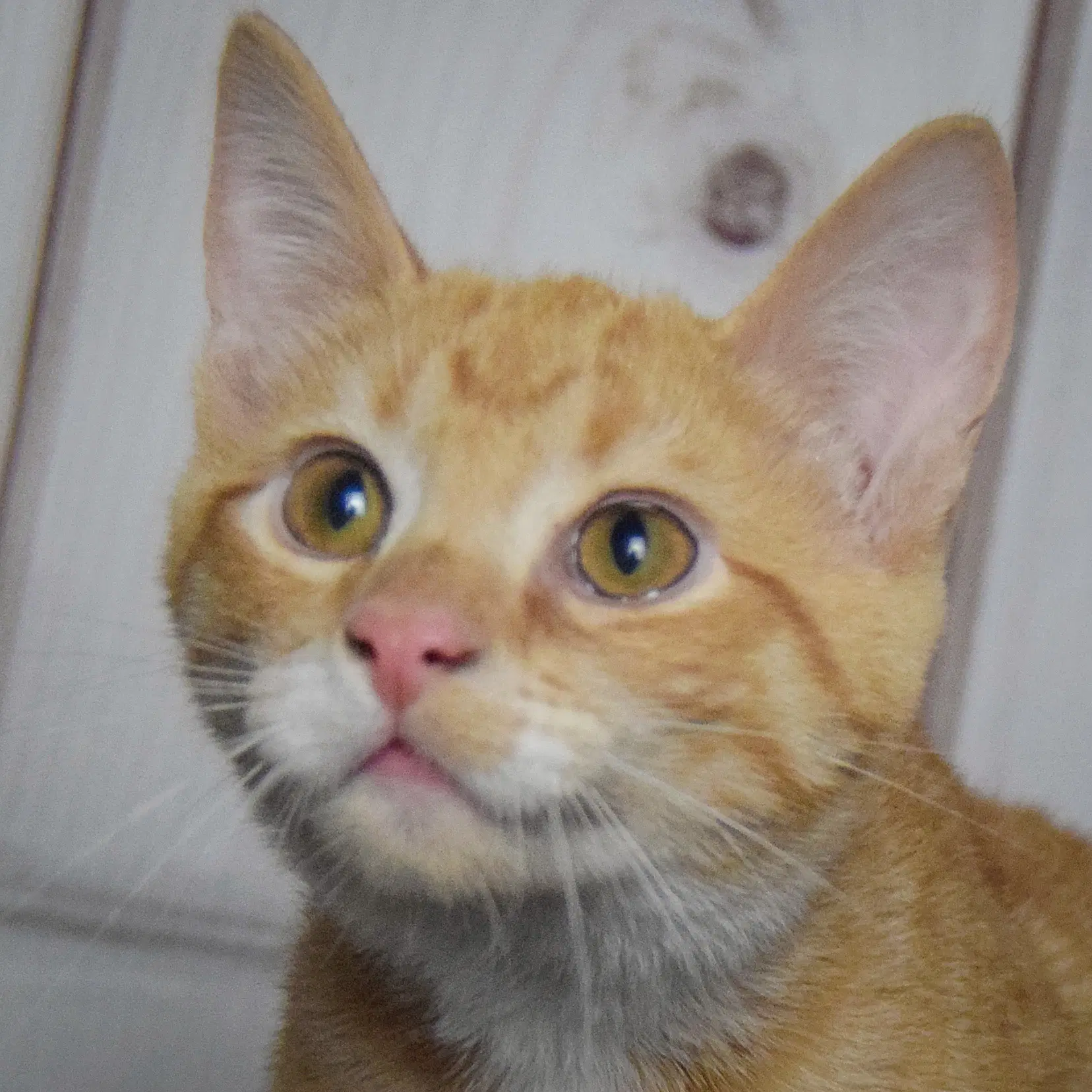 Frank - Tabby