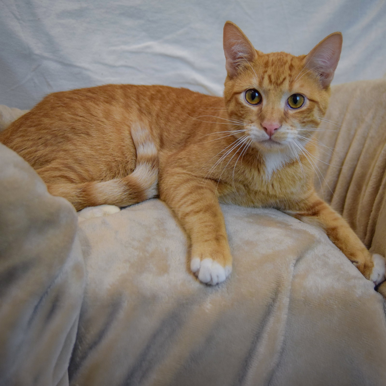 Frank, photo 2